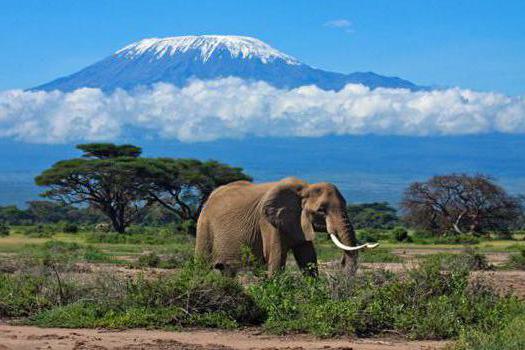 tanzania-mount-kilimanjaro.jpg